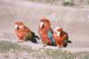 parrots_small.jpg